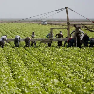 thumbnail for publication: Lettuce